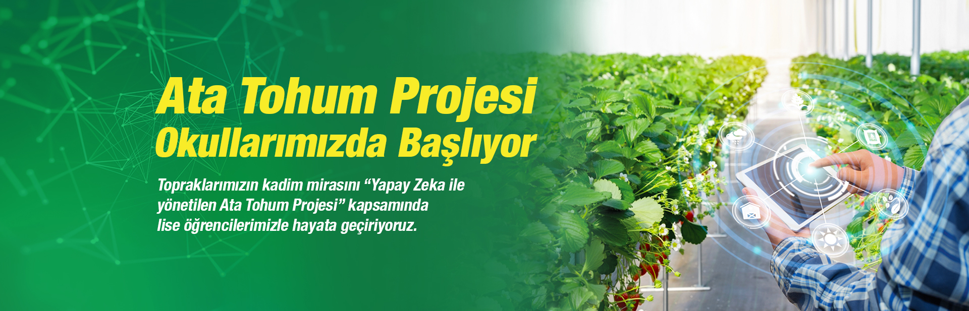 8.ATA TOHUMU